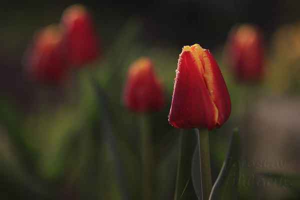 V původní domovině tulipánů se historické zdroje rozcházejí. Jedny tvrdí, že domovinou tulipánu je oblast dávné Persie, odkud se rozšířily do Turecka, jiné tvrdí původ v divoké přírodě Turecka.