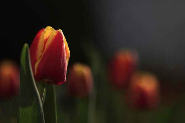 Najdeme i zdroje uvádějící výskyt tulipánů v Číně na jižních svazích Pamíru ještě před Persií.