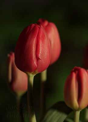 V původu názvu „tulipán“ se opět historické zdroje rozcházejí. Máme na výběr opět ze tří možností:
1) peské slovo „dulband“
2) turecké slovo „tülbent“
3) latinské slovo „tulipa“
Tvar květu tulipánu byl srovnáván s turbanem, od něhož jsou všechna tři slova odvozena.