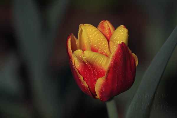 U sultánů Osmanské říše byly tulipány symbolem moci a bohatství. Palácové zahrady, královsky vyzdobené tulipány, hrály všemi barvami.