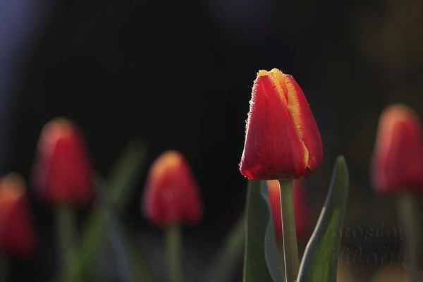 V Persii pěstování a obchodování tulipánů bylo přísně hlídané. Byl vydán zákaz obchodování s cibulkami tulipánů mimo hlavní město říše. Obchodníci, kteří porušili zákaz, byli tvrdě potrestáni.