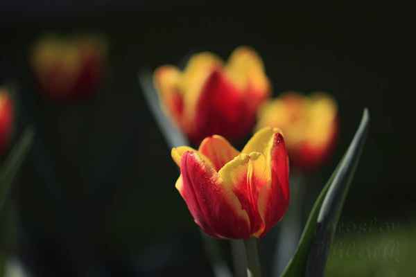 Sultán Ahmed III daroval významnému hostu cibulky tulipánů. Šlechtic Ogier de Busbecq poslal svému příteli Carolovi Clusiovi, francouzskému botanikovi na dvoře rakouského císaře, několik cibulek.