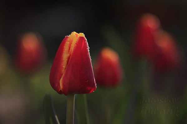Clusius byl později jmenován profesorem na univerzitě v Leidenu v Holandsku a byl prvním, kdo zahájil pěstování tulipánů v Nizozemí.