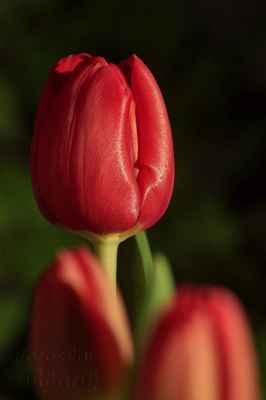 Ceny tulipánových cibulek neustále rostly a v roce 1634 vyvrcholila skutečná „tulipánová horečka”.
