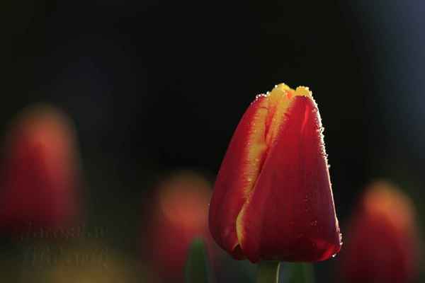 Tulipány se obchodovaly za tak vysoké ceny, že jedna cibulka měla hodnotu ceny domu u Amsterdamského kanálu.