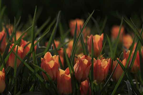 V holandské hlinitopísčité půdě se tulipánům velmi daří. Mají na 3000 registrovaných odrůd, ročně vypěstuje asi 5000 Nizozemců 7,5 miliard květinových cibulí.