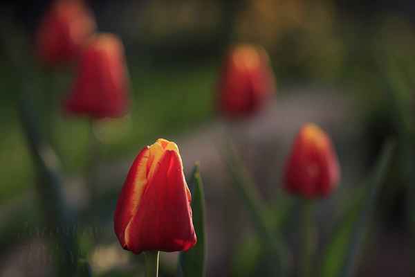 Velká nevýhoda v šlechtění tulipánů je ta, že pěstební cyklus od semena k cibuli je dlouhý 25-30 let.