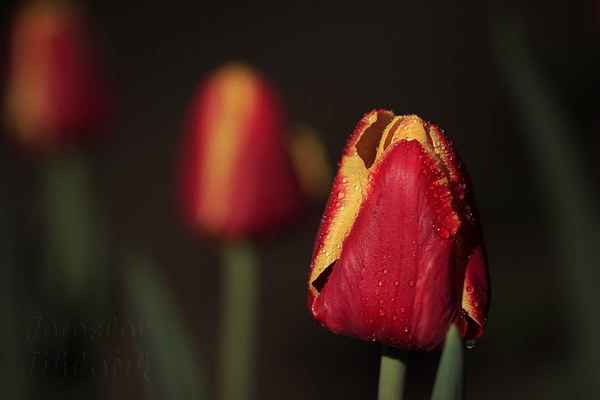 Na květinové aukci v Aalsmeer se draží tulipány do celého světa, včetně oblíbené černé odrůdy Královna noci. Tu bohužel na zahrádce nemáme, tak chybí i na fotkách.