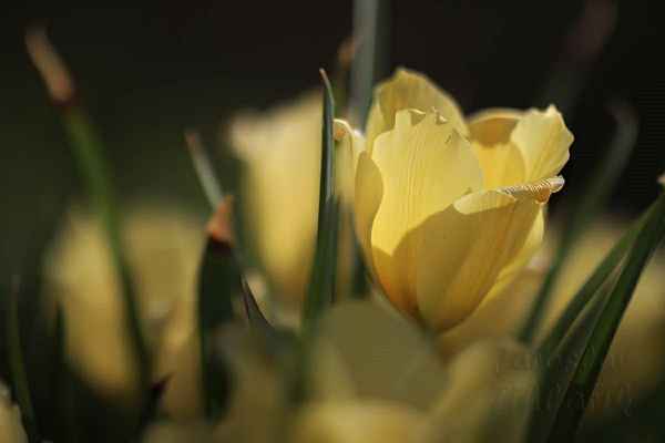 Tulipán zaujímá 50% rozlohy květinových polí.