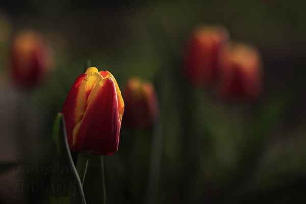 Druhy tulipánů mají svá jména, některé nesou jména známých osobností jako pr. Kennedy, Sir Winston Churchill …