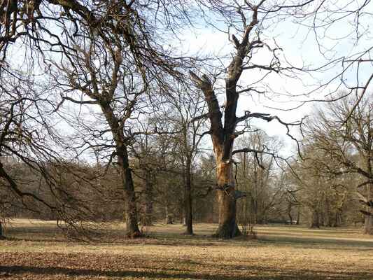 Anglický park v předjaří - Je kouzelný v každém ročním období - člověk by si mohl tady sednout na zadek a nafotit sto fotek - každou jinou